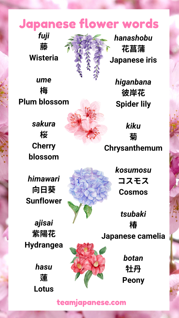 12+ Traditional Japanese Words For Flowers [and Their Meanings] Team Japanese