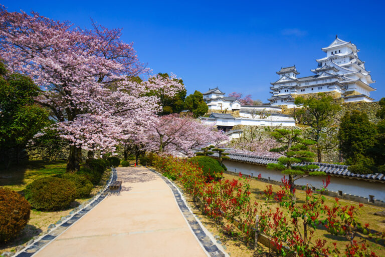 Cherry blossom trees line a stone path leading to Himeji Castle in Japan on a clear day, with manicured gardens and blue sky in the background