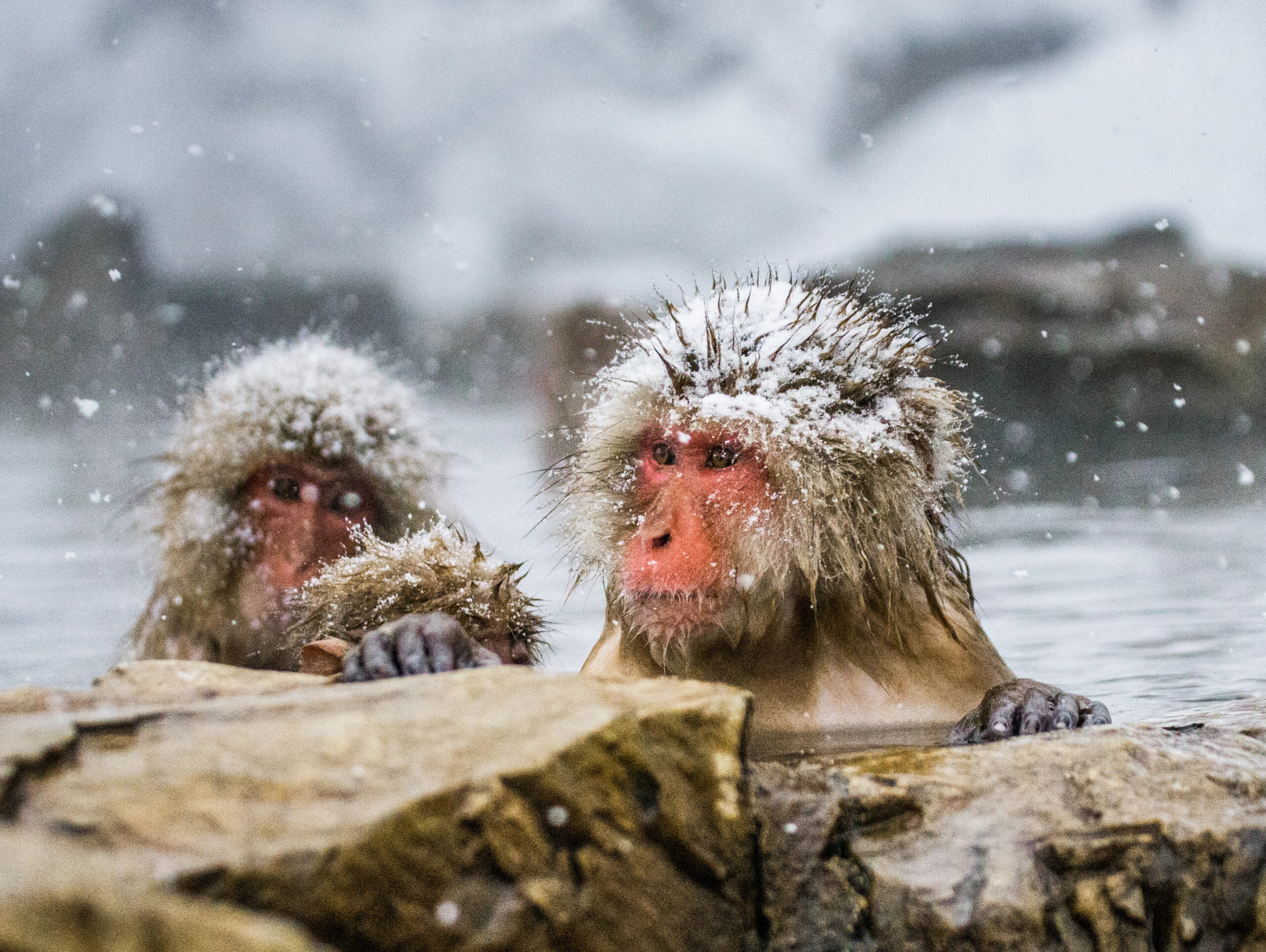 Two Japanese macaques with snow on their fur sit in a hot spring surrounded by rocks, as snowflakes gently fall—a serene scene typical of February in Japan.