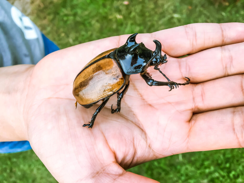 A large rhinoceros beetle with brown and black coloring is resting on an open human hand outdoors, echoing the fascination for these creatures as pets in Japanese culture.