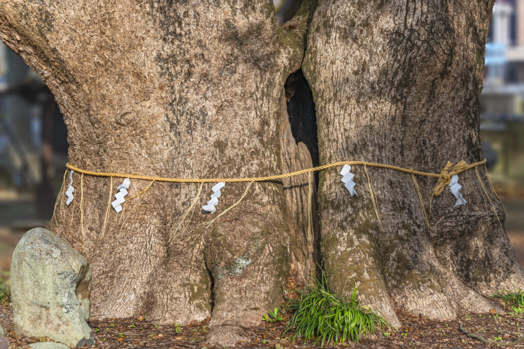 Thick tree trunks wrapped with a sacred Shinto rope (shimenawa) and white paper streamers (shide), similar to Totoro's tree and echoing Japanese traditions seen in Ghibli movies; a stone stands nearby at the base.