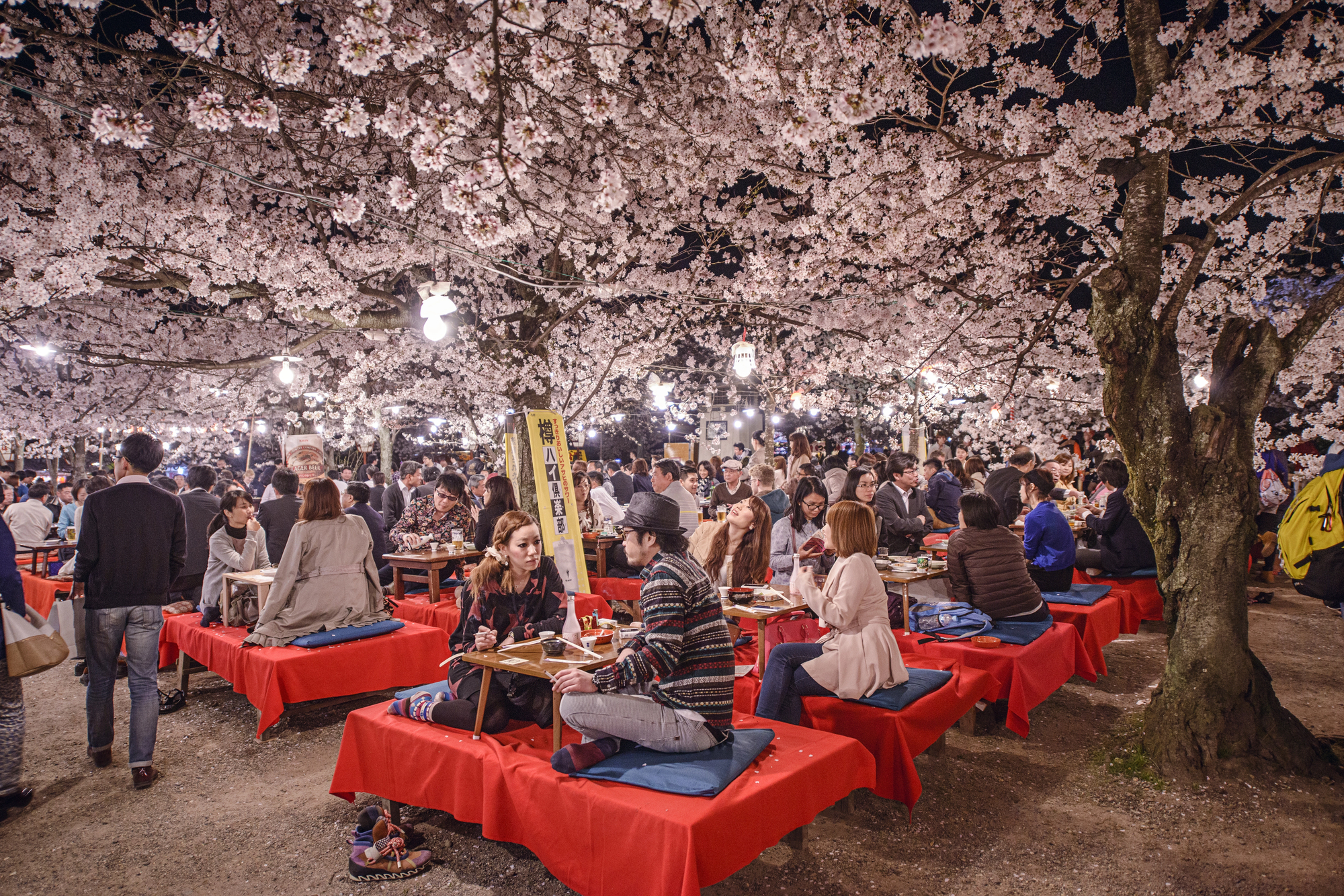 People sit on red benches enjoying food and drinks under blooming cherry blossom trees at night during a hanami or cherry blossom viewing festival, which takes place in April in Japan.