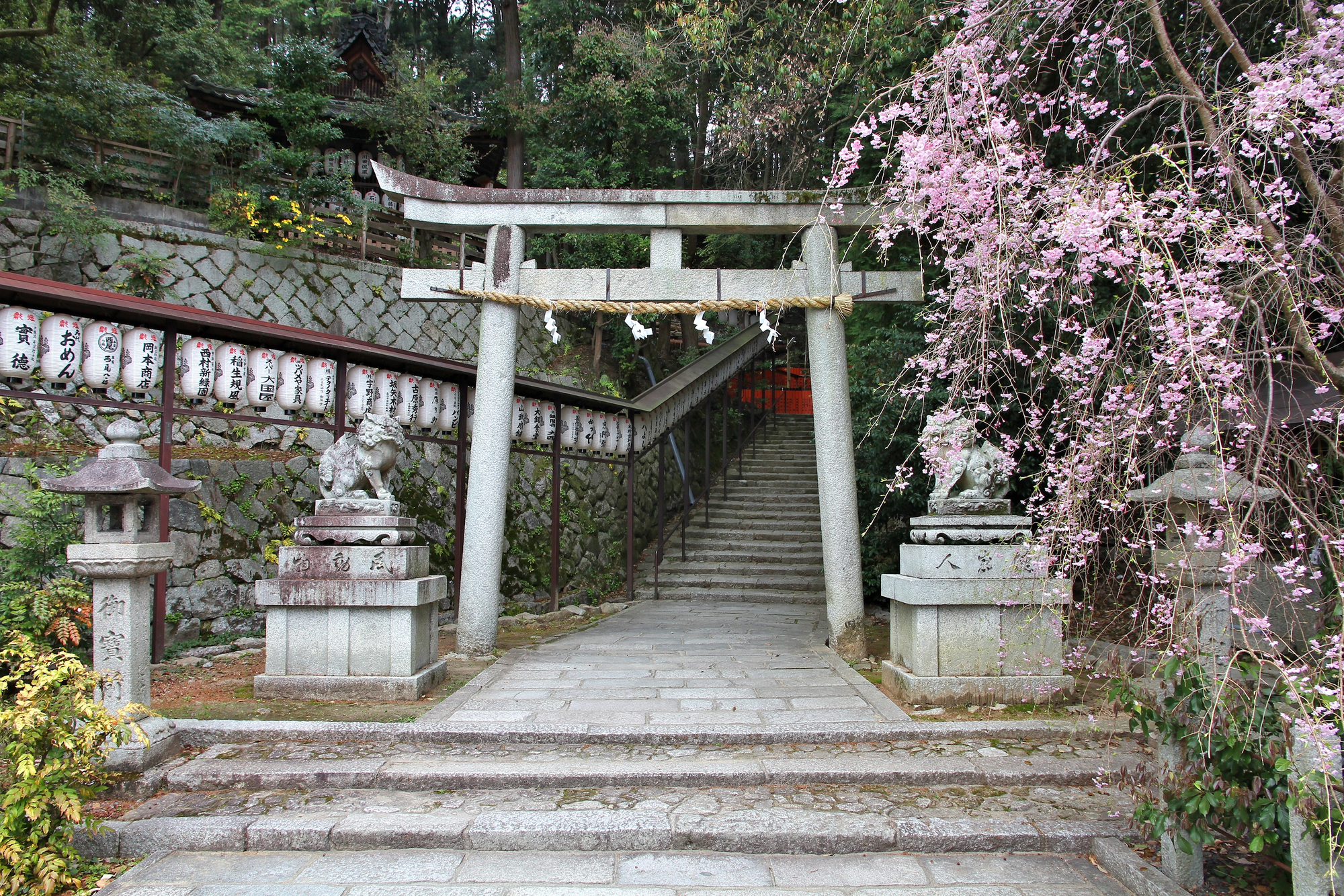 Stone torii gate and lanterns mark the entrance of a Japanese shrine, with a long flight of stone steps leading up out of sight and cherry blossoms blooming to the right.