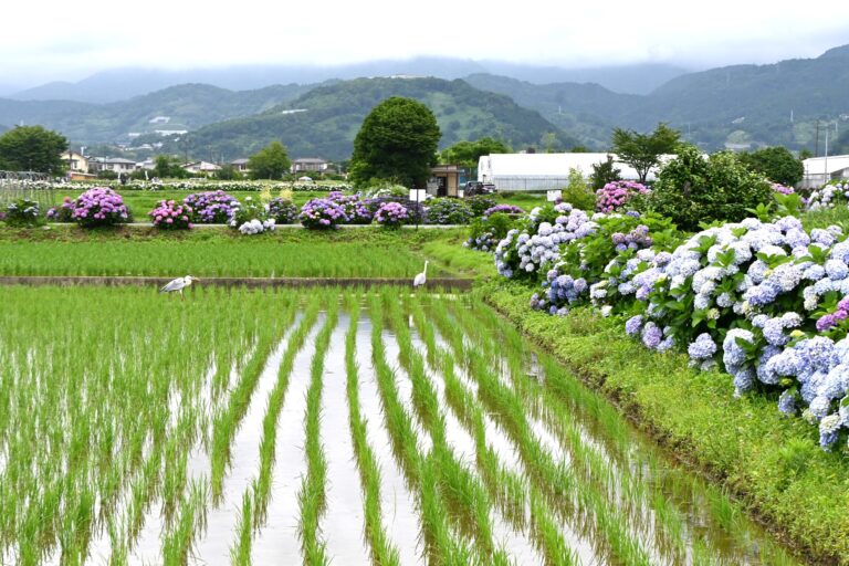 Rows of rice plants grow in a flooded field bordered by blooming hydrangea bushes—a classic scene of June in Japan—with mountains and buildings visible in the background under a cloudy sky.
