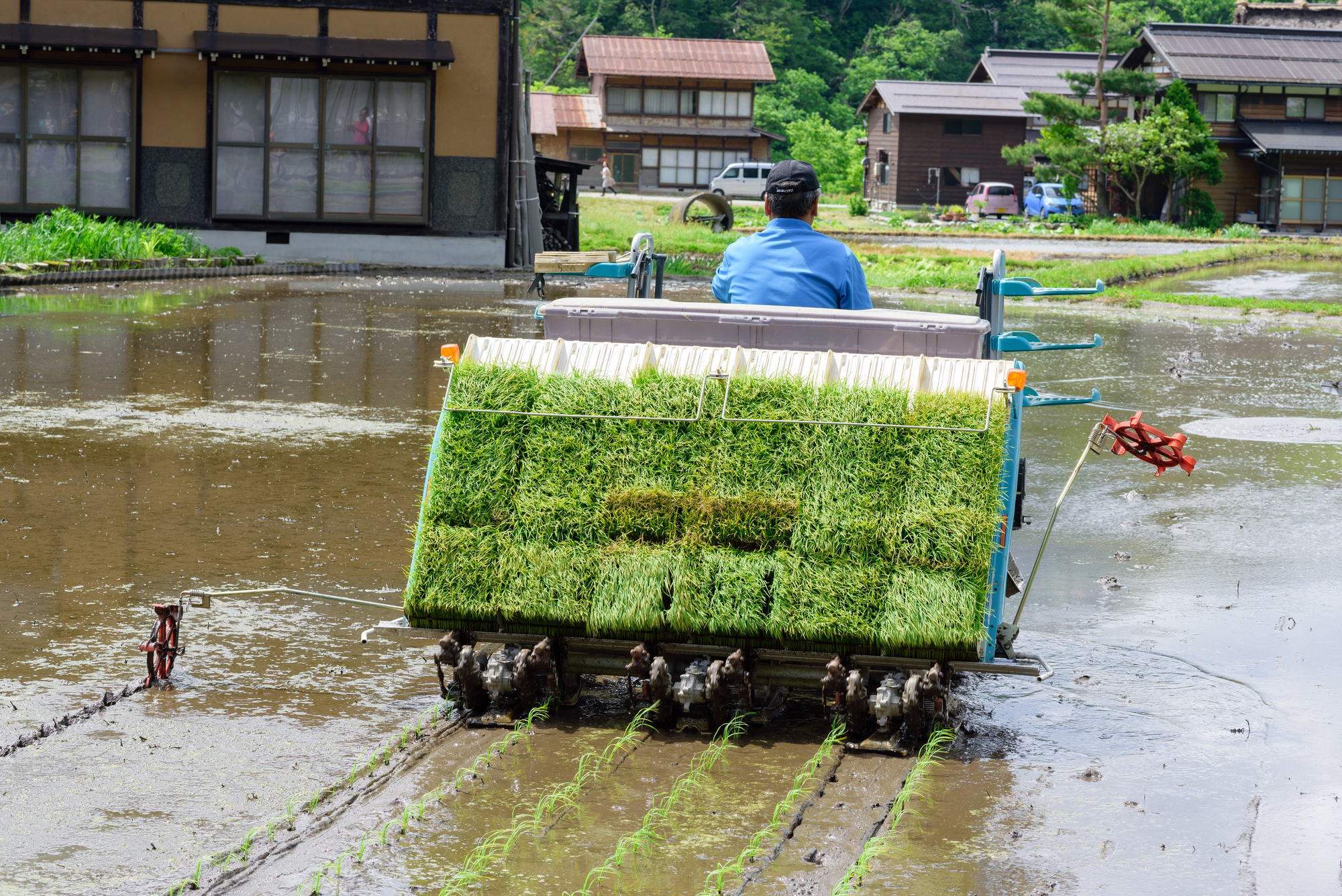 In June in Japan, a farmer operates a rice planting machine in a flooded paddy field with trays of young rice seedlings, traditional houses in the background.