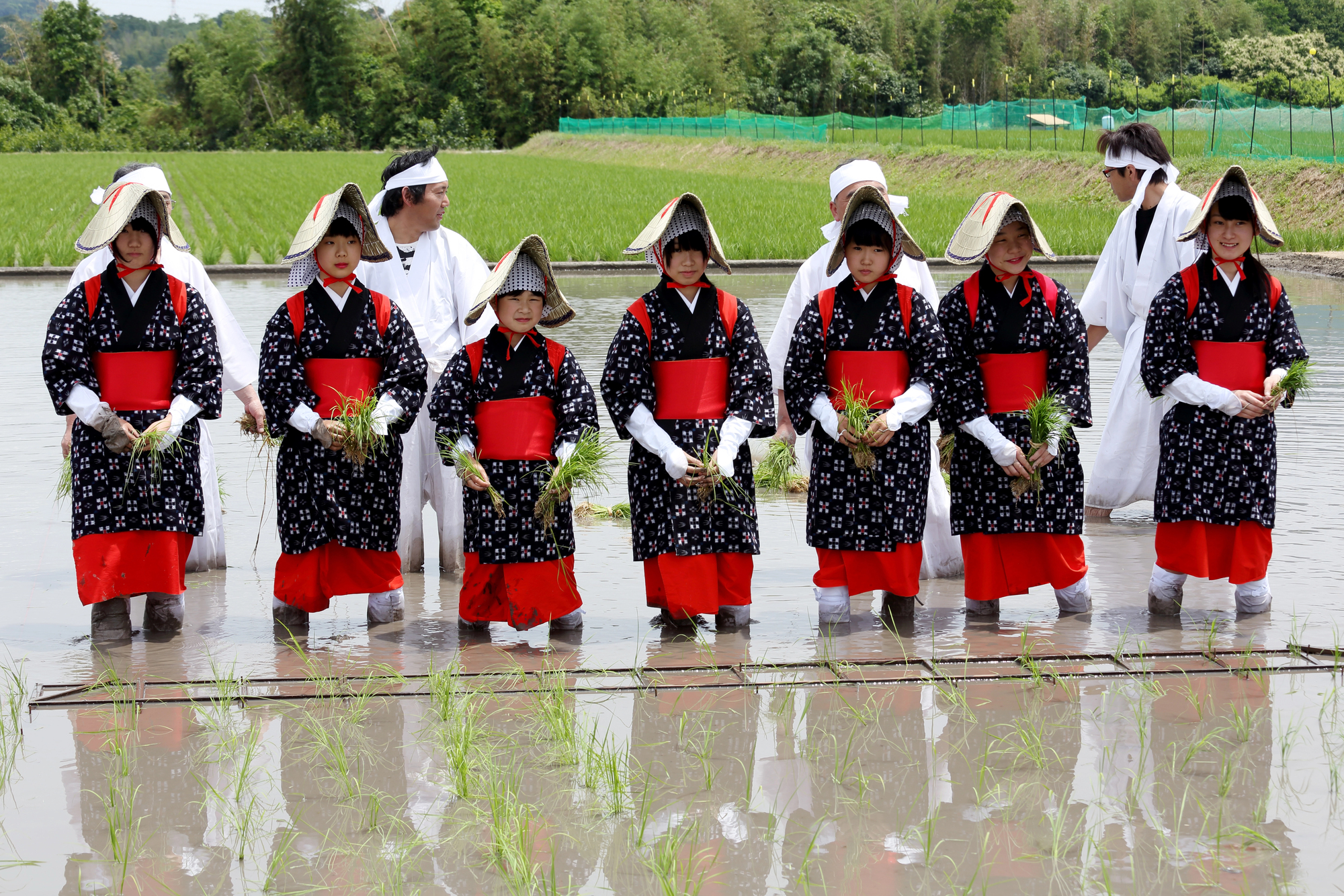 A group of people in traditional Japanese attire stand in a rice paddy, holding rice seedlings, during a Shinto rice planting ceremony in June in Japan.