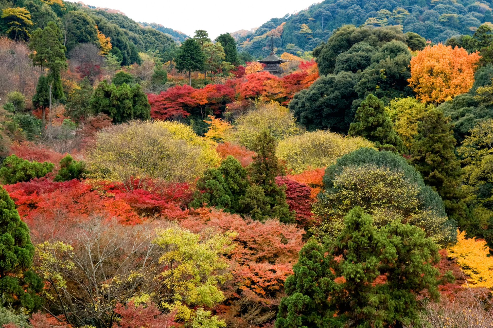 Dense forested hills display vibrant autumn foliage in shades of red, orange, and yellow under a cloudy sky—a popular scene in October in Japan. A small traditional Japanese building is partially visible among the trees.